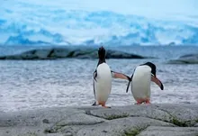 animals penguins 1920x1200 wallpaper Art HD Wallpaper